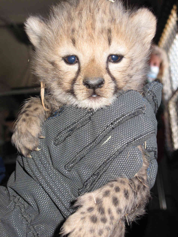 얼굴 줄무늬 덕분에 우울해보이는 어린 치타들_4.jpg