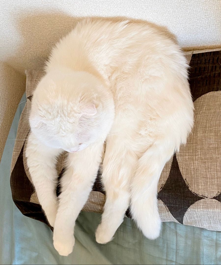 혐)털많은 흰색 거미_1.jpg