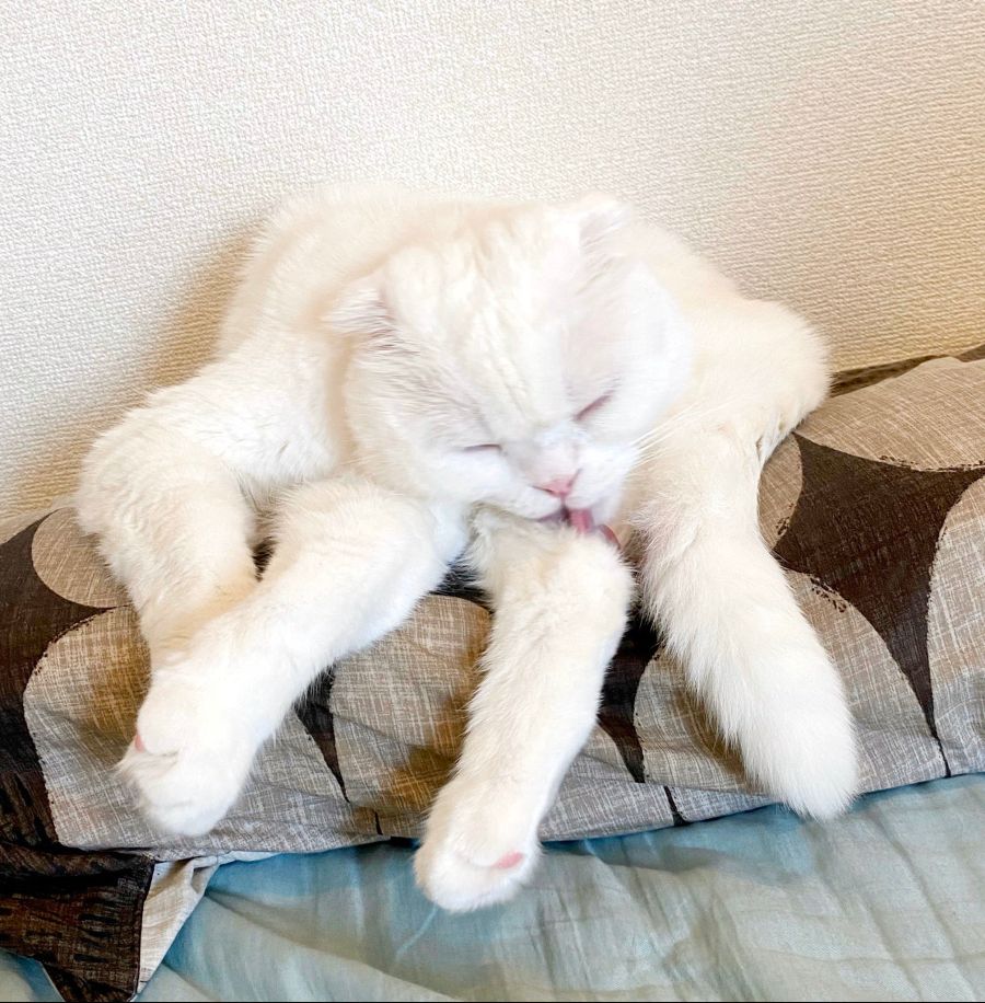 혐)털많은 흰색 거미_3.jpg