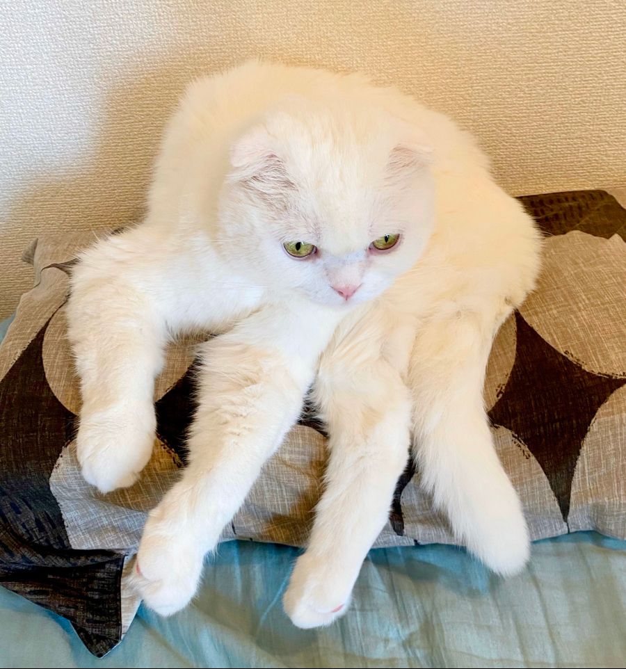 혐)털많은 흰색 거미_4.jpg