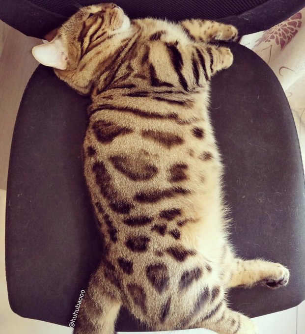 벵갈 먼치킨냥_2.jpg