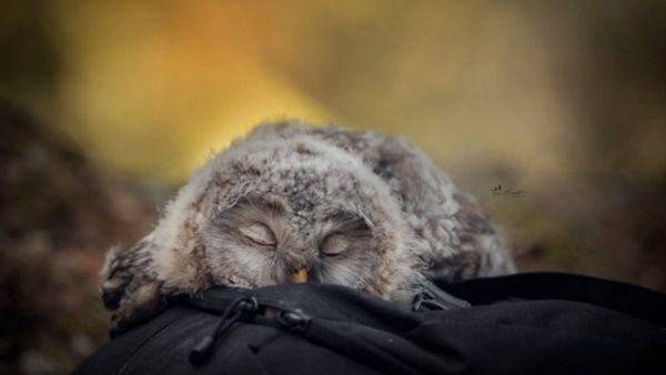 유익한글) 새끼 부엉이들이 잠자는 방법_3.jpg