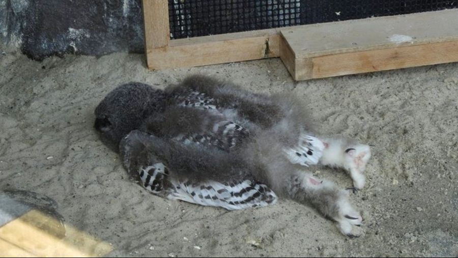 유익한글) 새끼 부엉이들이 잠자는 방법_1.jpg