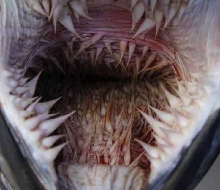 귀여운 펭귄의 반전 매력 jpg_3.jpeg