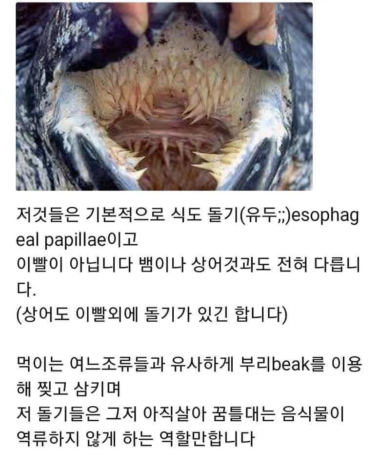 귀여운 펭귄의 반전 매력 jpg_4.jpeg