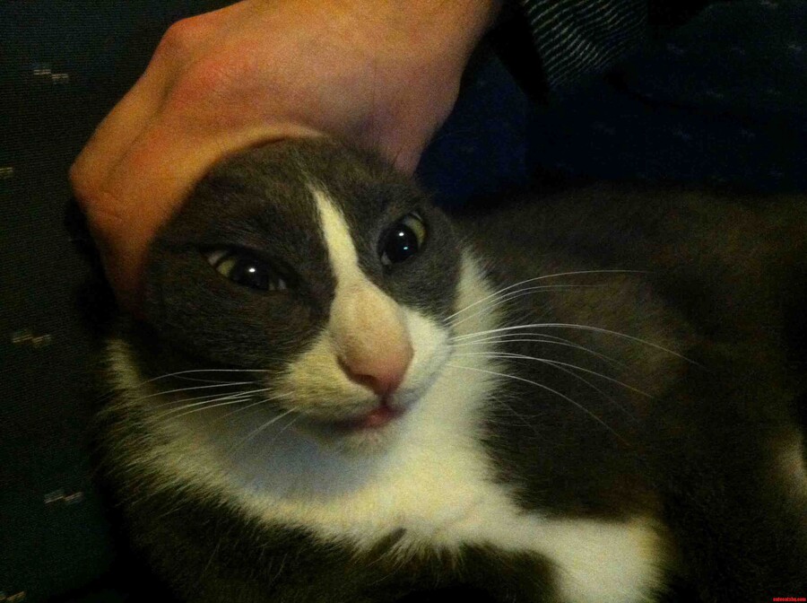 고양이 키워본 사람들이 한번쯤 해본거_2.jpg