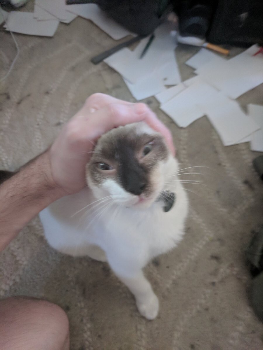 고양이 키워본 사람들이 한번쯤 해본거_3.jpg