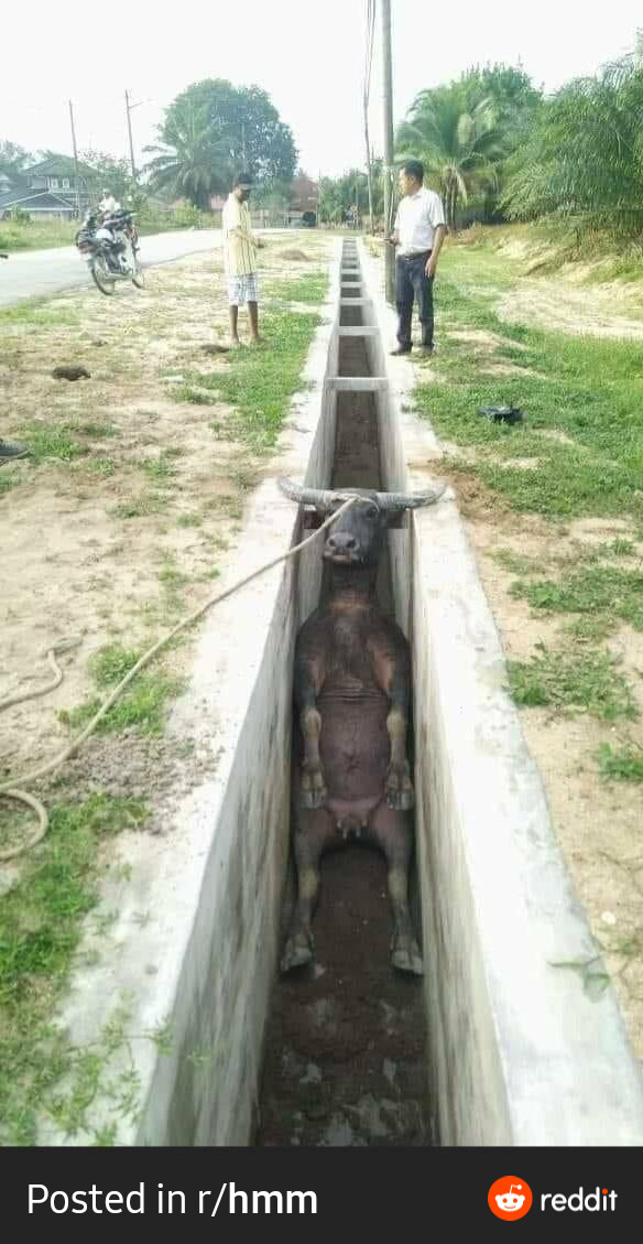 동물젖)젖 보여주려고 올리는 짤은 아니고_1.jpg