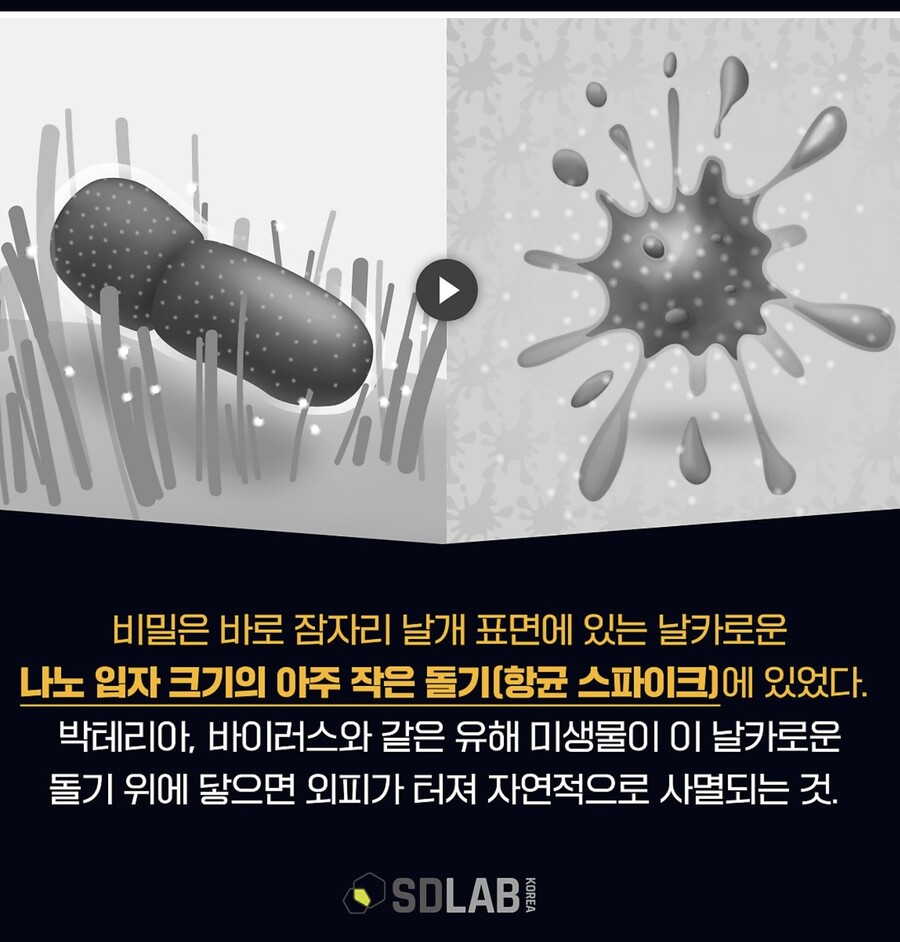 잠자리 날개가 거짓말처럼 신기한 이유_1.jpeg