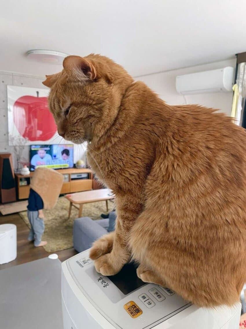 집을 빼앗겨 망연자실한 고양이_2.jpg