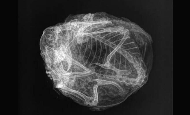 웅크려 겨울잠 자다가 미이라가 된 3만년전 다람쥐_2.jpg