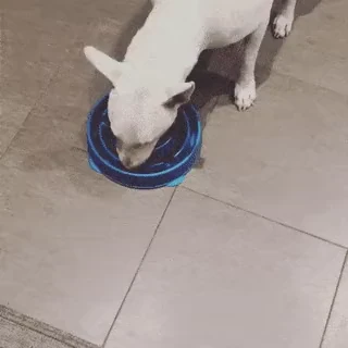 효과만점 강아지 급체 방지 밥그릇 gif_2.webp