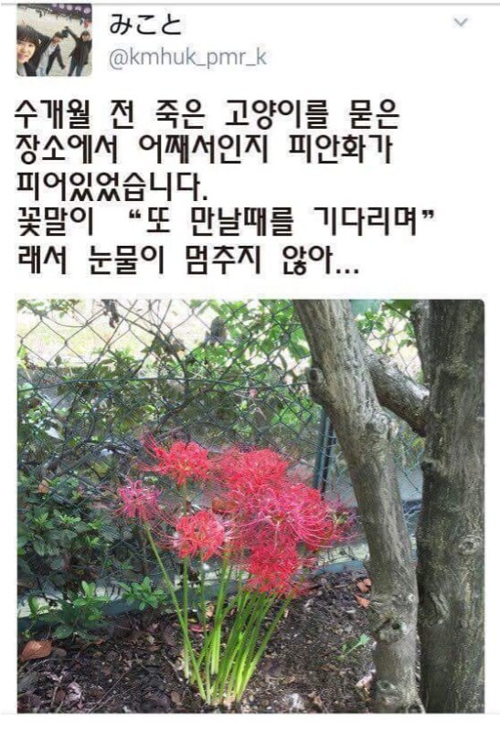 죽은 고양이의 무덤에 핀 꽃_1.jpg