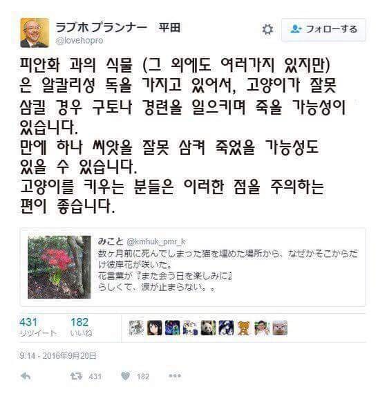 죽은 고양이의 무덤에 핀 꽃_2.jpg