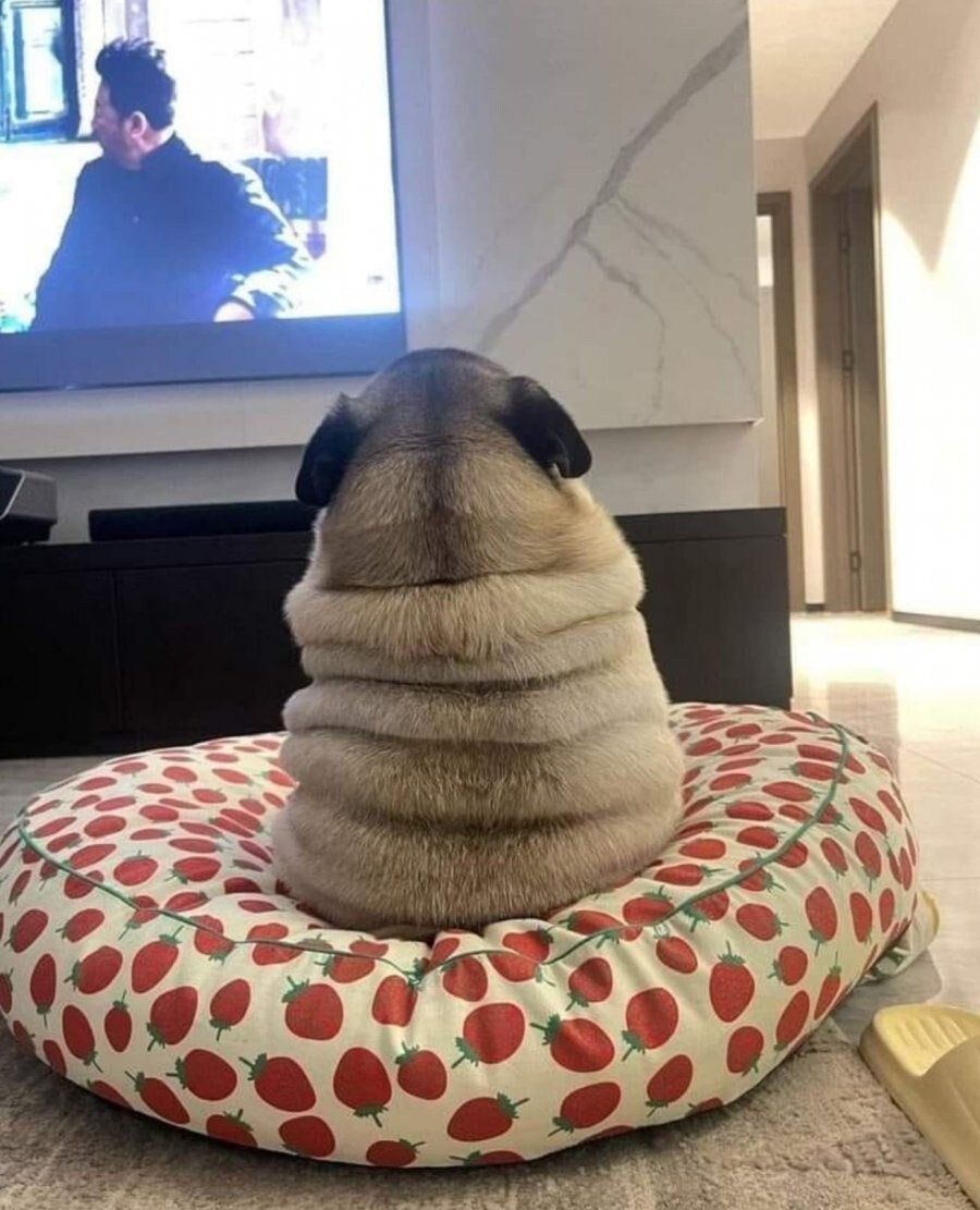 마침내 알게된 우리집 강아지의 정체_1.jpg