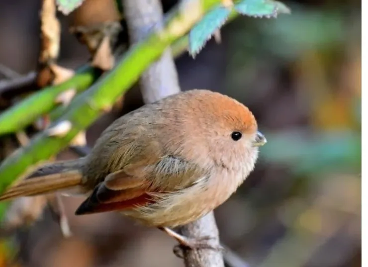 귀엽게 생긴 새_2.webp