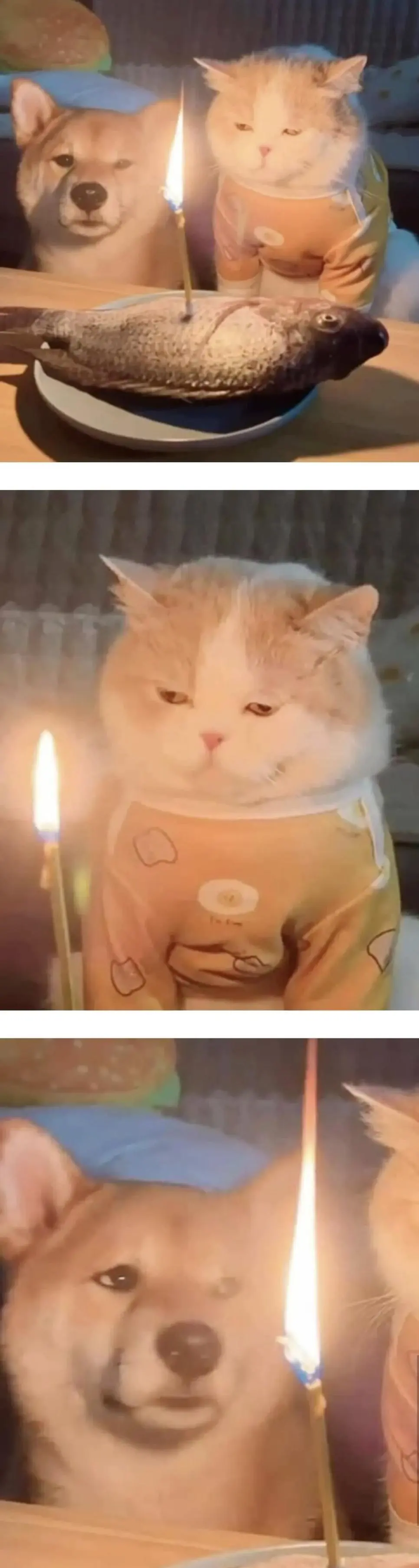 너무 급하게 준비한 냥냥이 생일파티_1.webp