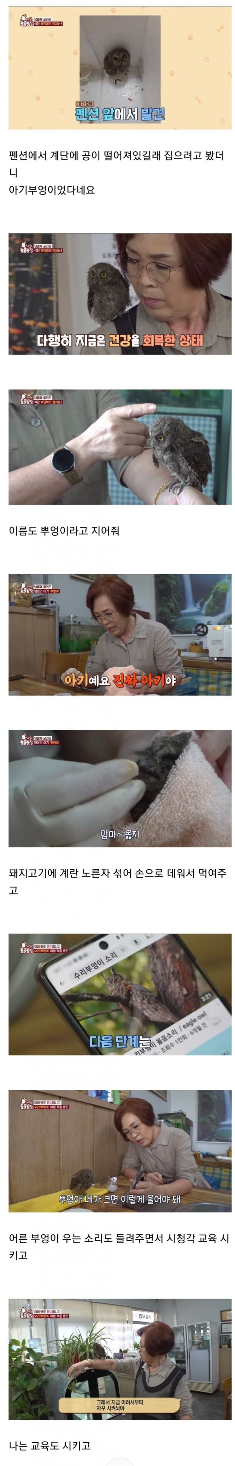 아기 부엉이 키우기.jpg_1.jpg