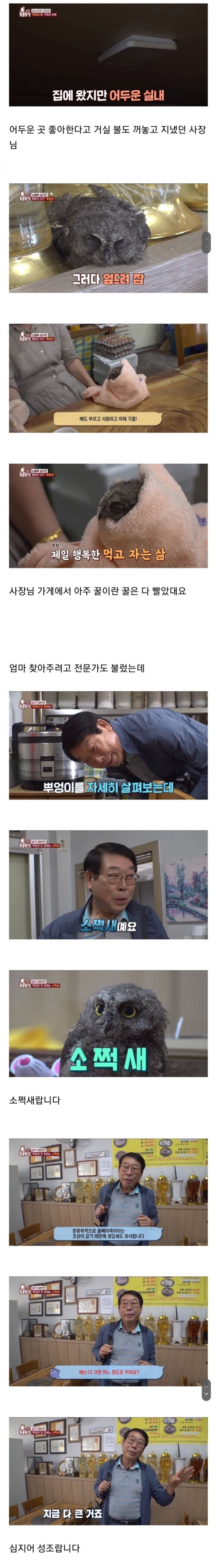 아기 부엉이 키우기.jpg_2.jpg