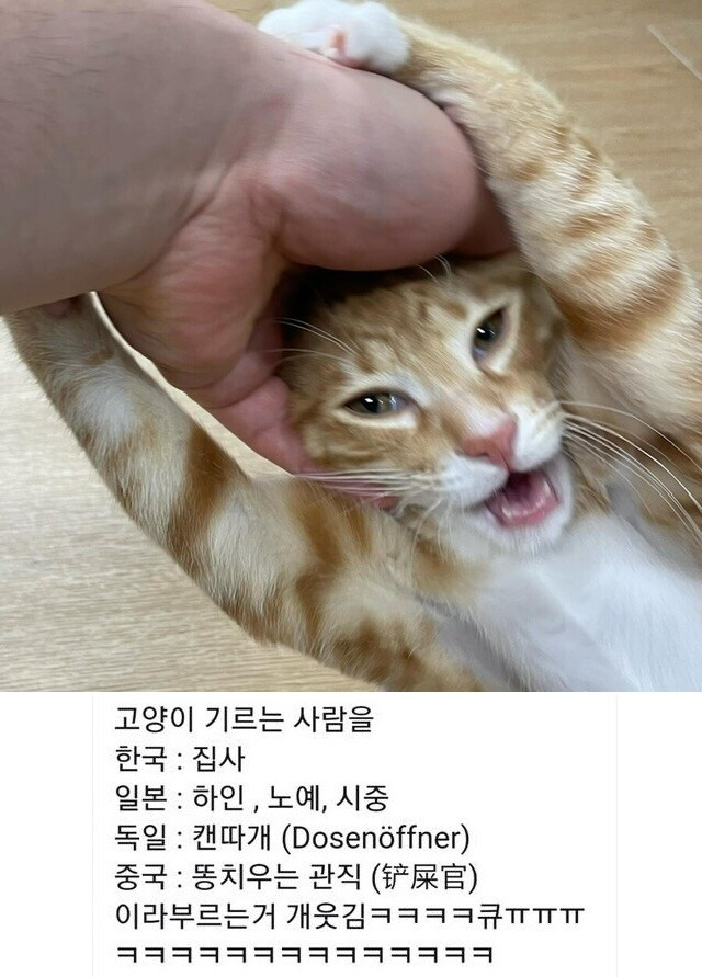국가별 고양이 키우는 사람 명칭_1.jpg