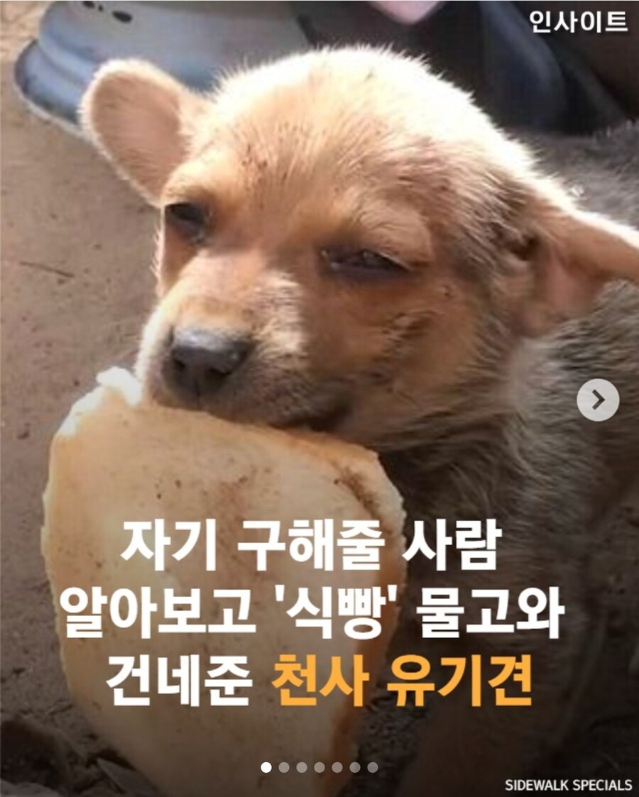 자길 구해주러 온 사람에게 식빵을 건넨 유기견_1.jpg
