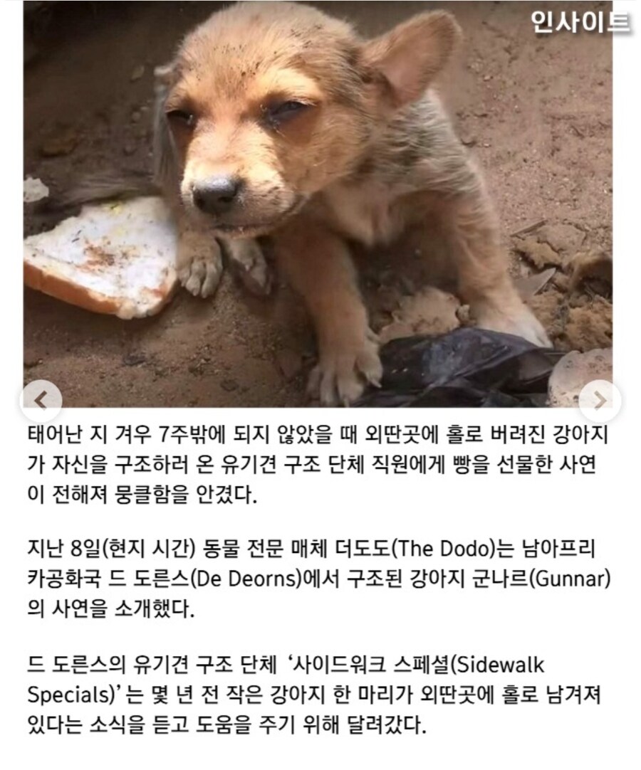 자길 구해주러 온 사람에게 식빵을 건넨 유기견_2.jpg