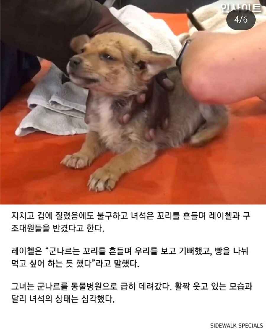 자길 구해주러 온 사람에게 식빵을 건넨 유기견_4.jpg