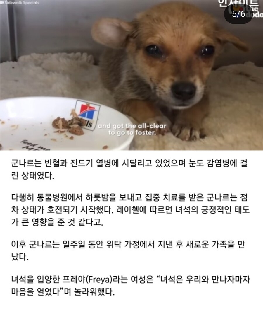 자길 구해주러 온 사람에게 식빵을 건넨 유기견_5.jpg