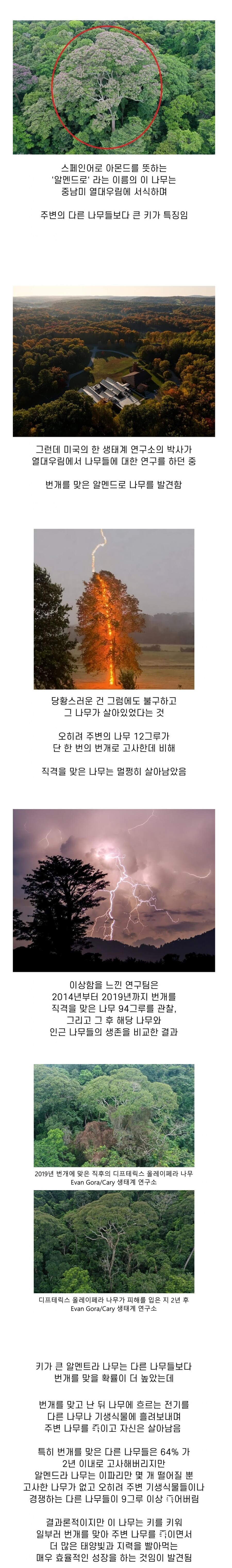 경쟁자 죽여버리겠다고 고통나누기 쓰는 나무._1.png