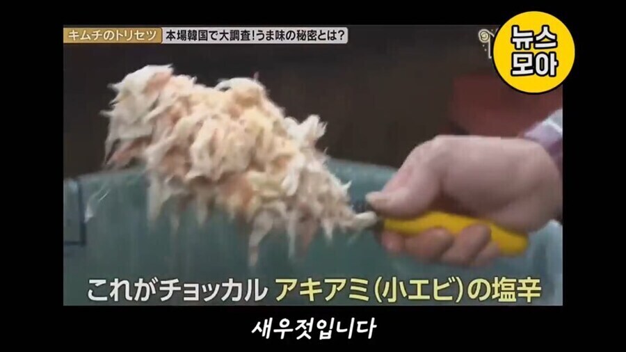 기무찌가 아닌 진짜 김치를 분석하는 NHK_6.jpg