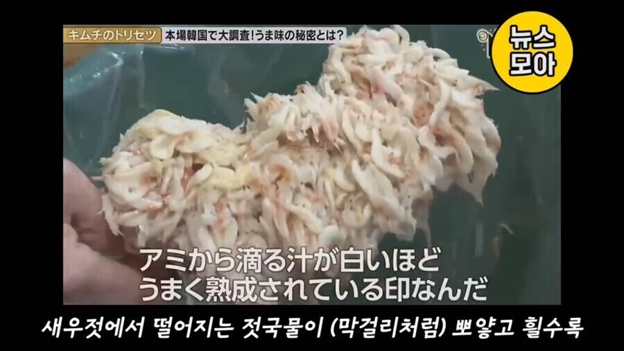 기무찌가 아닌 진짜 김치를 분석하는 NHK_7.jpg
