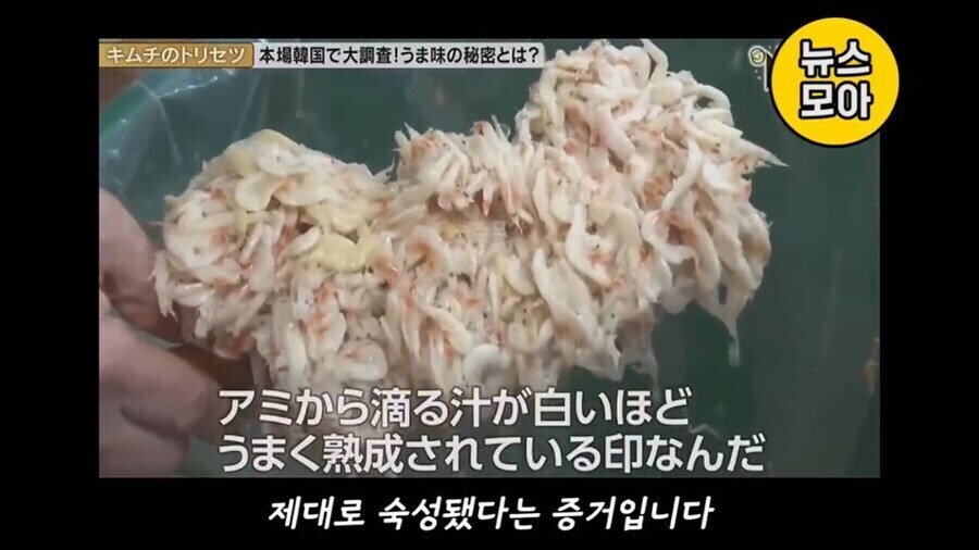 기무찌가 아닌 진짜 김치를 분석하는 NHK_8.jpg