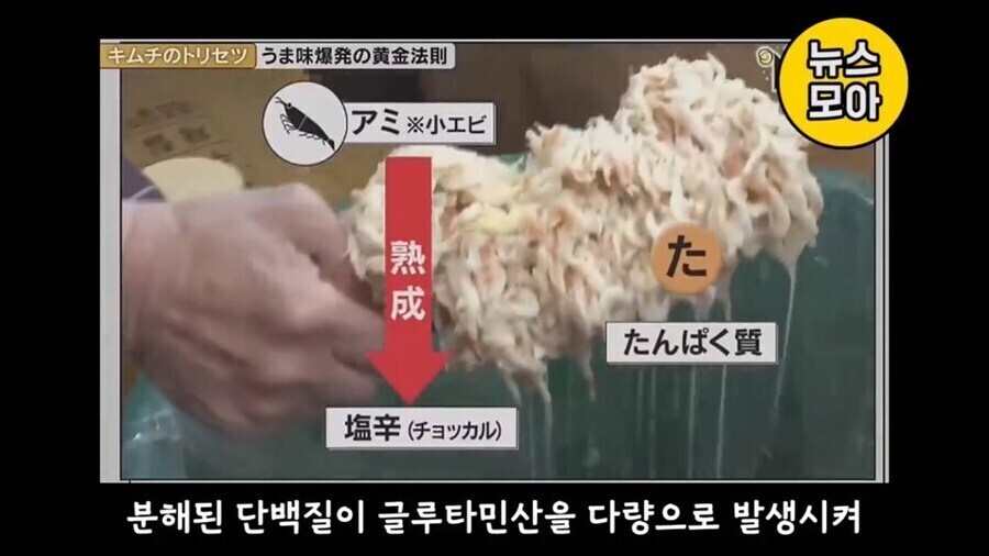 기무찌가 아닌 진짜 김치를 분석하는 NHK_9.jpg