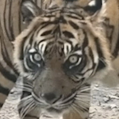 호작도의 호랑이가 눈이 부리부리한 이유_2.jpg