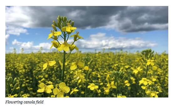 영미권 사람들이 차마 원래 이름으로 부르지 못하는 식물_4.png