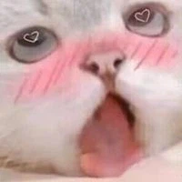 네코미미 소녀가 되는 방법_3.webp