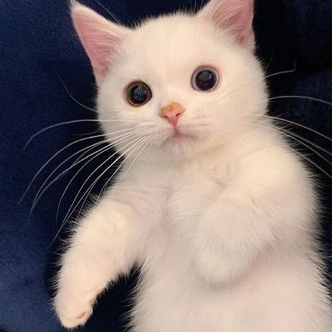 아무도 모르는 헬보이 영화.movie_6.webp