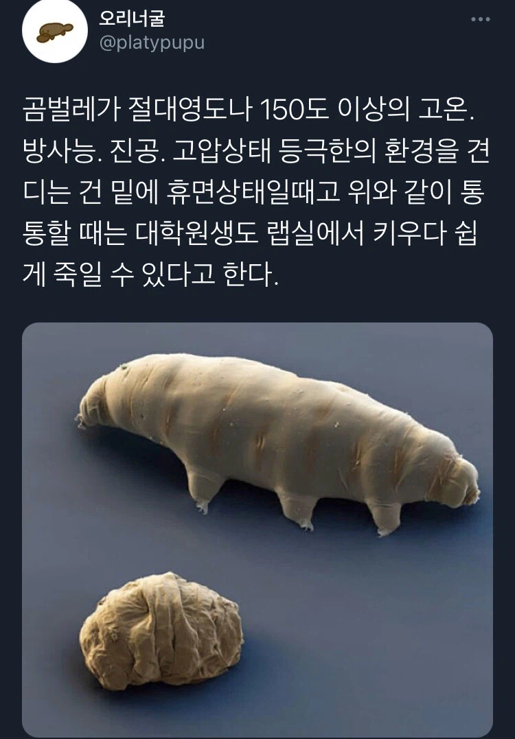 최강의 생존력을 자랑하는 곰벌레 죽이는 법_1.webp