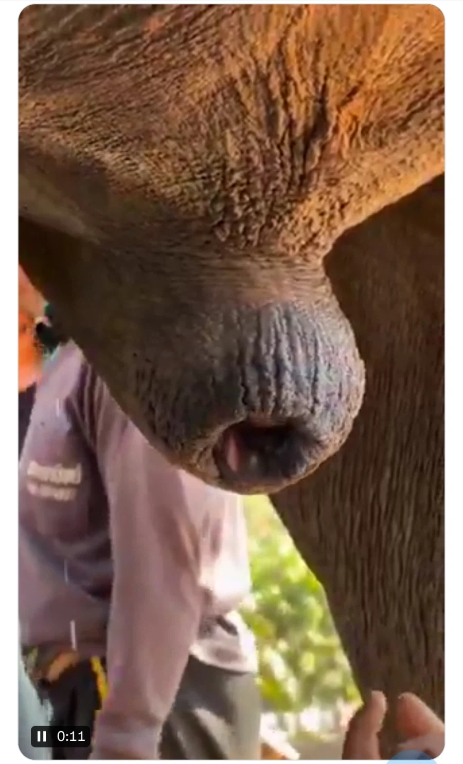 코끼리 쥬지 발기하는거 개쩐다_1.webp