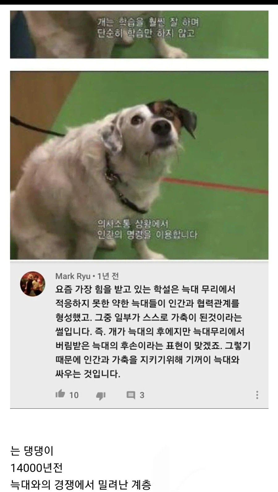 개들이 인간에 협력하고 늑대를 적대시하는 이유.jpg_1.webp