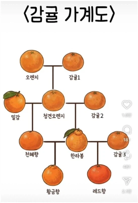 겨울 간식 귤 족보_1.webp