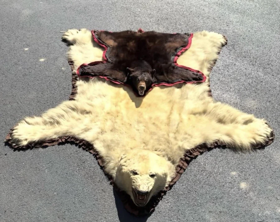 북극곰 vs 미극 흑곰_1.webp