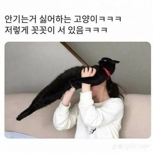 안기는걸 싫어하는 고양이_1.webp