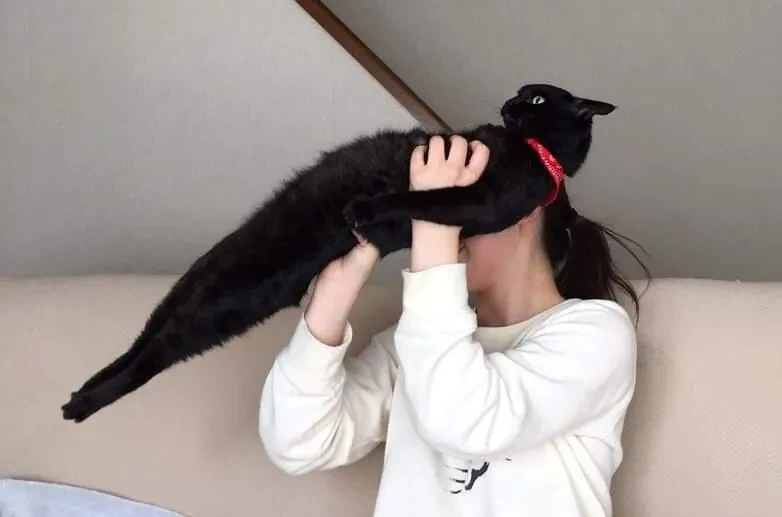 안기는걸 싫어하는 고양이_2.webp