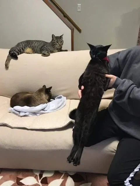 안기는걸 싫어하는 고양이_4.webp