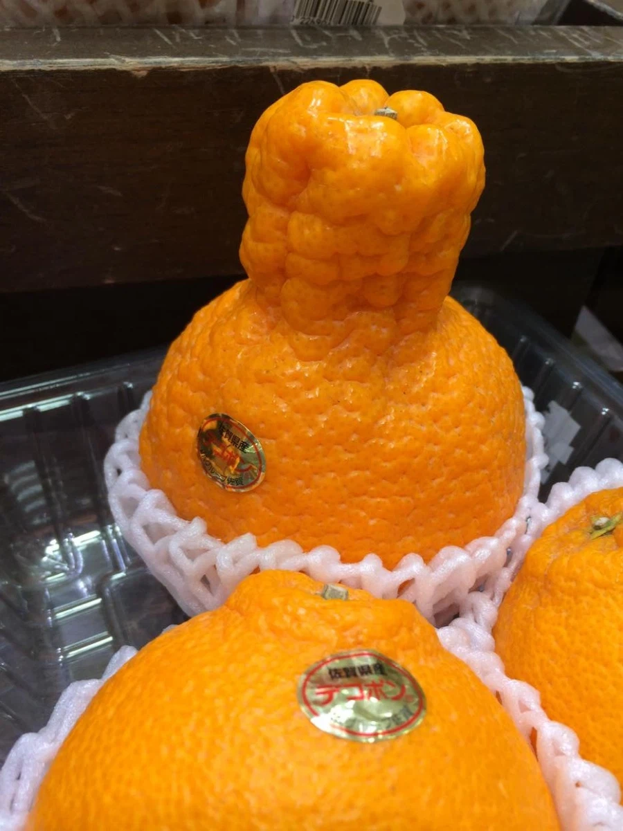 부모님 얼굴이 궁금한 과일_1.webp