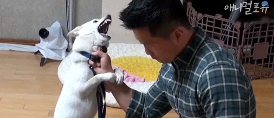 밀리던 주인공이 자아가 상실하며 갑자기 압도적으로 강해지는 클리셰_1.webp