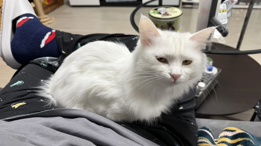 우리집 고양이에게 방심하면 안되는 이유_1.webp