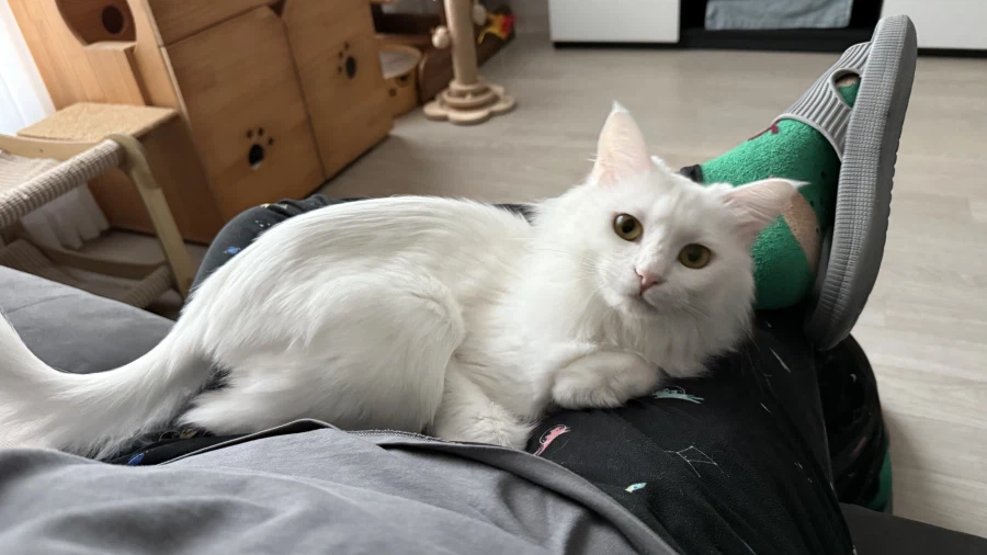 우리집 고양이에게 방심하면 안되는 이유_2.webp