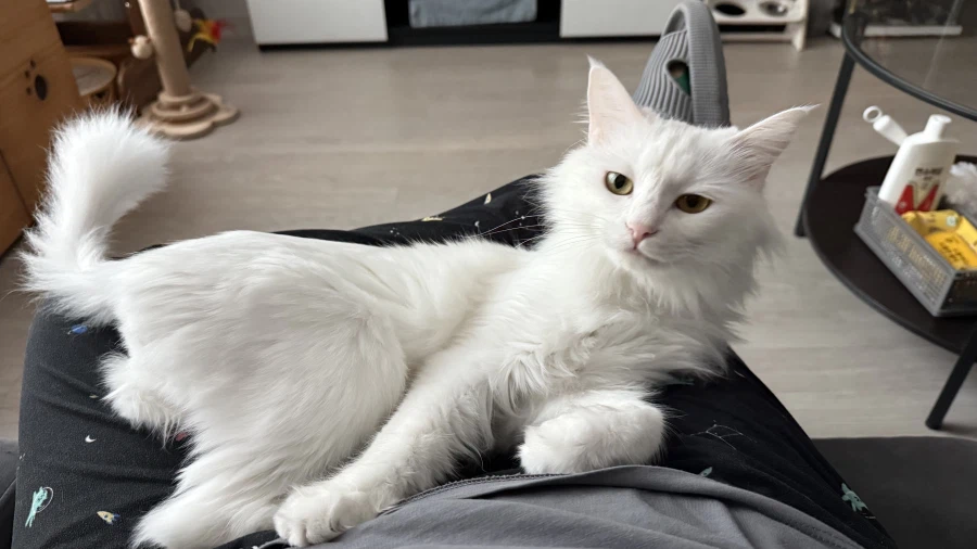 우리집 고양이에게 방심하면 안되는 이유_3.webp